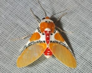 Idalus herois (Erebidae) 1-min