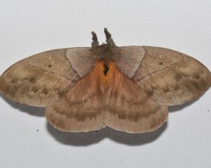 Periphoba hircia (Saturniidae) 1-min