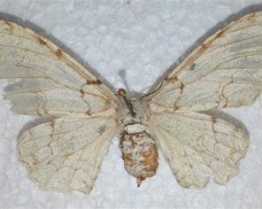 Thyrinteina arnobia (Geometridae) 1-min